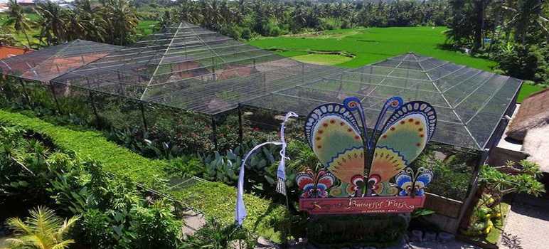 Kemenuh-Butterfly-Park-Gianyar-Bali-1